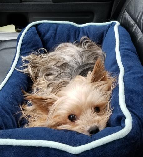A close-up shot captures a small, adorable Yorkshire Terrier nestled comfortably in a blue pet car seat. The car seat has a soft, plush blue interior and a slightly raised, cushioned edge trimmed with a lighter blue or off-white piping. The terrier has long, silky fur in shades of tan, brown, and gray, which is somewhat tousled. Its head rests near the front edge of the car seat, and its dark, expressive eyes look directly towards the camera with a calm and relaxed expression. The dog's small, dark nose is visible, and its ears are partially visible amidst its fur. The background is slightly out of focus but suggests the interior of a car, with a dark leather seat visible behind the pet carrier. The lighting is soft and natural, highlighting the texture of the dog's fur and the plushness of the car seat.