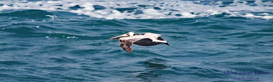 Brown Pelican skimming the waves in Pacific Grove CA.

Taken April 13th, 2025