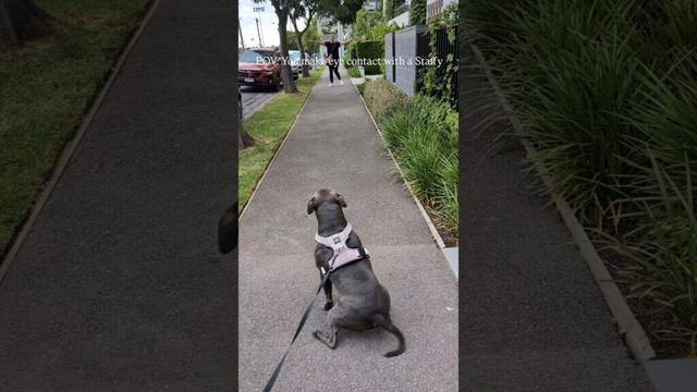Everyone Is A Potential New Friend According to My Staffy 🥰 #love #bluestaffy #dog #englishstaffy