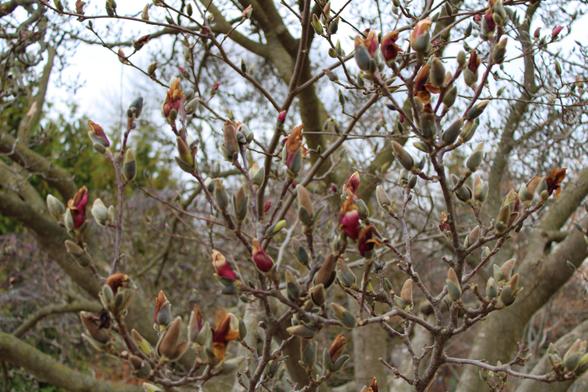 Flower buds on a tree beginning to emerge. Some are turning brown before they fully open.