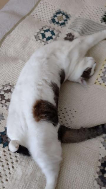 Pullea mustavalkoinen kissa köllii päiväpeitteellä.