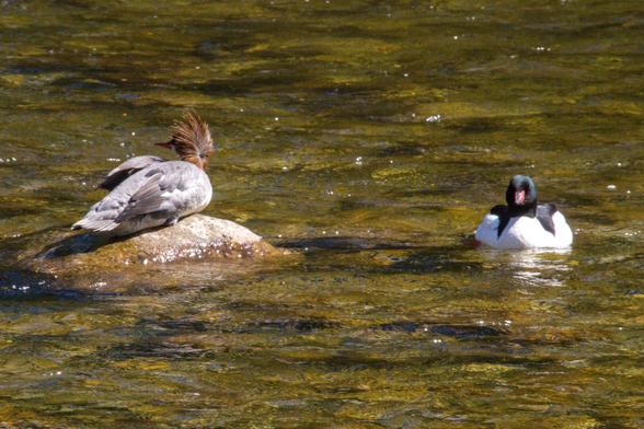 A female merganser on a rock and male merganser floating in sunny waters.