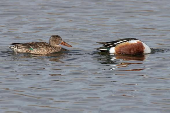 A male and female Northern Shoveler swimming in a lake. The male has its head below the water’s surface