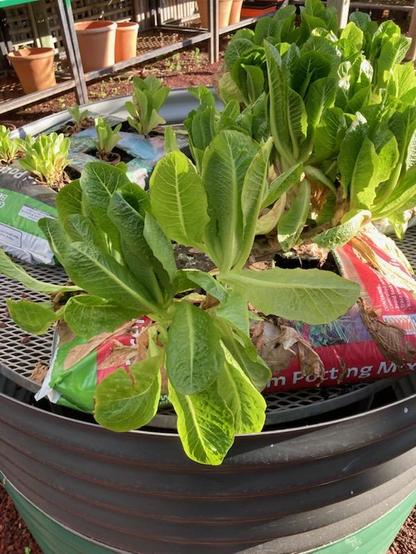 Lettuce planted directly into potting mix bags with holes cut appropriately.