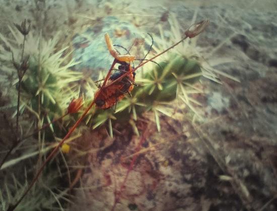A photo of two bugs as if they were hugging each other on fragile branches.
