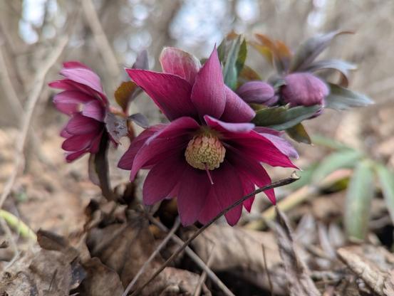 Close-up photo of Hellebores, with their deep burgundy-coloured flowers and yellow stamens.
