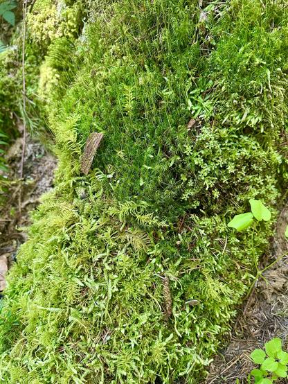 A large patch of moss, thick and plush, with different types and shapes of fronds, tendrils, sprouts, and furry parts.