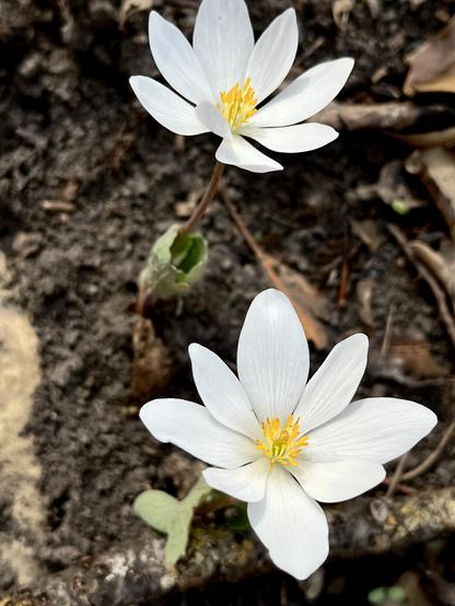 Two brilliant white bloodroot flowers with yellow pistils and stamens against a dark forest floor.