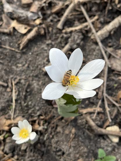 A honeybee from the neighbors’ hives visits a white bloodroot flower.