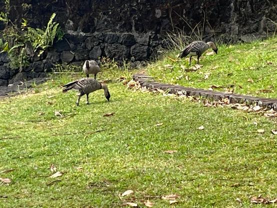 Three small “Hawaiian geese” (nēnē) graze for food in the grass at Liliuokalani Gardens. A stone wall extends behind them. The birds have striking striped black & grey feather patterns along their wings