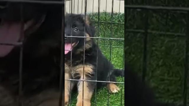German Shepherd #music #remix #love #viralvideo #edms #puppy #labrador