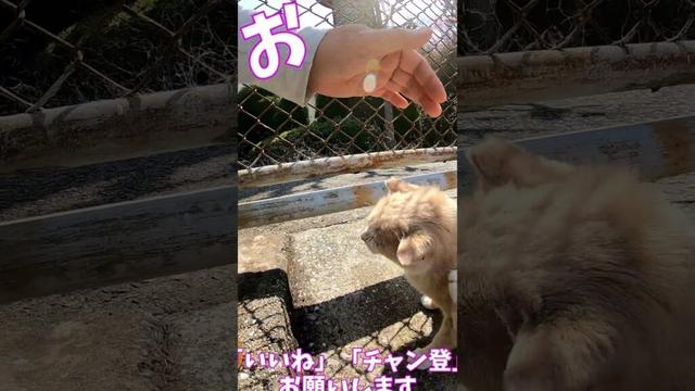猫」「CAT & PEACE」 #cat #straycat #ねこ動画 #ねこ #猫動画　#猫好きさんと繋がりたい