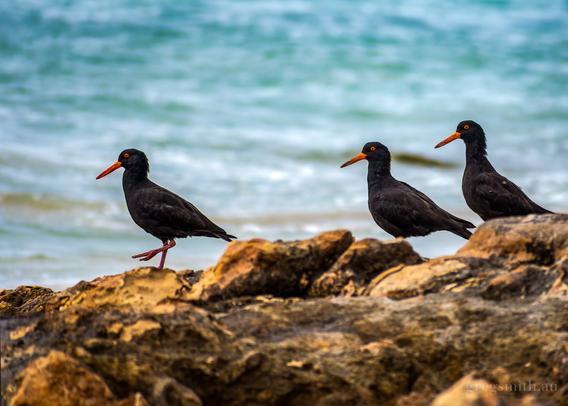 Three sooty oystercatchers, Haematopus fuliginosus, on some limestone rocks.