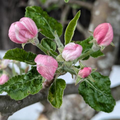 Nahaufnahme von noch geschlossenen hellrosa Apfelblüten