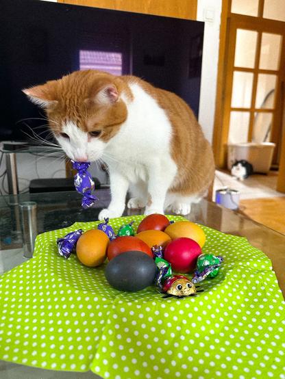 Nino, ein rot-weißer Kater, stibitzt ein eingepacktes Bonbon von einem Osterteller mit bunten Eiern, während im Hintergrund sein schwarz-weißer Komplize scheinheilig so tut, als ginge ihn das alles nichts an.