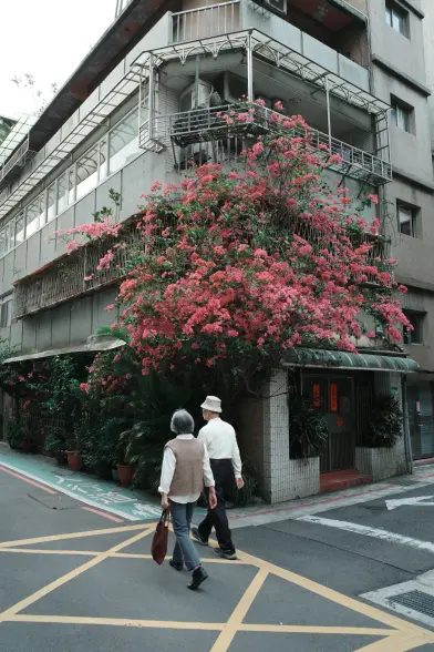 An elderly couple walking past a residential building that had an explosion of pink flowers growing out of it