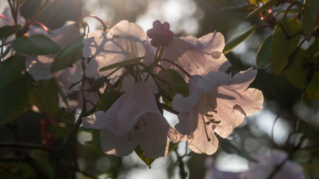 A close-up of delicate, pale pink flowers illuminated by soft sunlight, with lush green leaves in the background. The image captures the intricate details of the blossoms and their transparency.