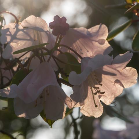 A close-up of delicate, pale pink flowers illuminated by soft sunlight, with lush green leaves in the background. The image captures the intricate details of the blossoms and their transparency.