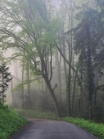 Ambiance brumeuse et mystérieuse sur une route en sous bois verdoyant.
