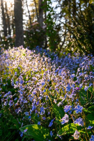 A field of small blue flowers bathed in soft sunlight, with green leaves and blurred trees in the background.