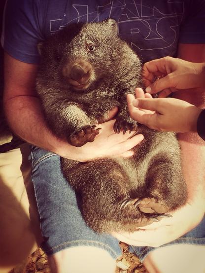 Me, sitting down holding a wombat in my arms, while another hand reaches toward the wombat in a vain attempt to pose her. I have one hand below her rump, the other around her waist.