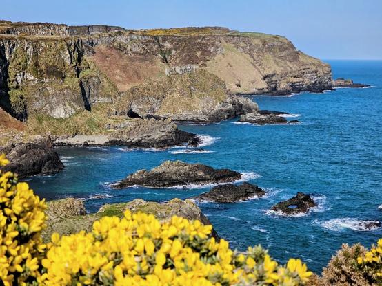 A scenic view of the rugged Irish coastline with rocky cliffs, the blue ocean, and bright yellow gorse flowers in the foreground.