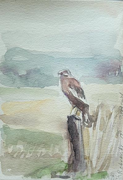 Aquarellskizze im kleinen Skizzenbuch: Greifvogel auf Weidepfahl, graugrüner Hintergrund,  ein paar Schilfhalme im Vordergrund