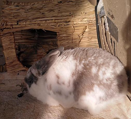 A white rabbit with grey and beige markings breakfasting on grape stalk in spring sunbeams. His ears lie right back as he focuses on tasty treats, showing some pinkness in the light