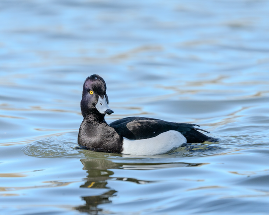 HDR image of a male tufted duck on a pond