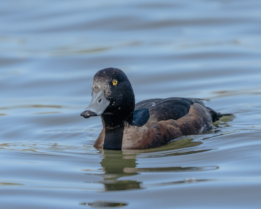 HDR image of a female tufted duck on a pond
