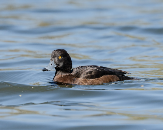 HDR image of a female tufted duck on a pond