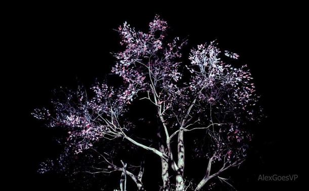 A tree with purple white leaves painted in stark contrast on a deeply black background by lights coming from below upward.