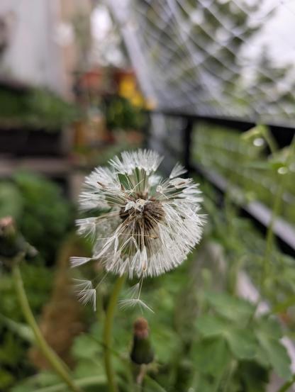 Eine vom Regen gebeutelte 'Pusteblume'.