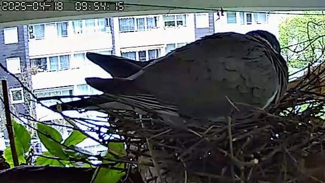 Ringeltaube Gurrsula döst auf ihrem Nest. Foto von hinten.