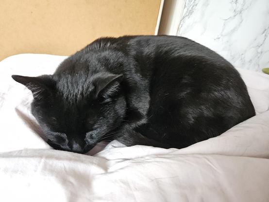 Alea the Black Cat curled up on my duvet, looking groggy.