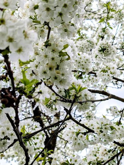 Nahaufnahme eines blühenden Kirschbaums mit unzähligen weißen Blüten, die dicht an den Ästen sitzen. Das Licht ist leicht gedämpft, der Himmel bedeckt – trotzdem leuchtet die Blütenpracht intensiv und kontrastreich