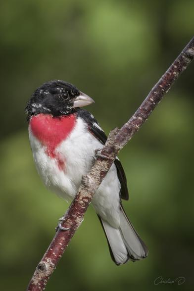 Très heureux de partager avec vous cette photographie du Cardinal à poitrine rose ! Un oiseau très furtif qui n'est pas facile à photographier.