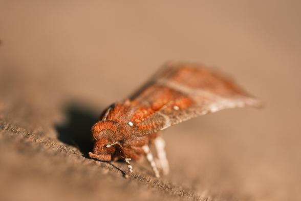 A snoozing copper and brown moth with white spots