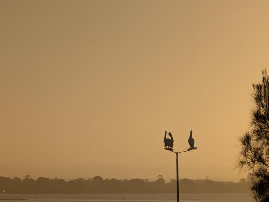 Three pelicans sitting on a public street light by an estuary seen against an orange evening sky in the setting sun