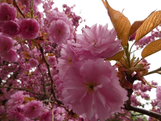 Volles Pink. Die Kirschblüten sind groß und fast surreal. Eine Nahaufnahme einer Blüte. Auf den Spitzen der Blüte liegt Regen/Nebel-Feuchte. Auch auf den Kirschbaumblättern. Der Himmel in hellem grau kuckt im Hintergrund durch.