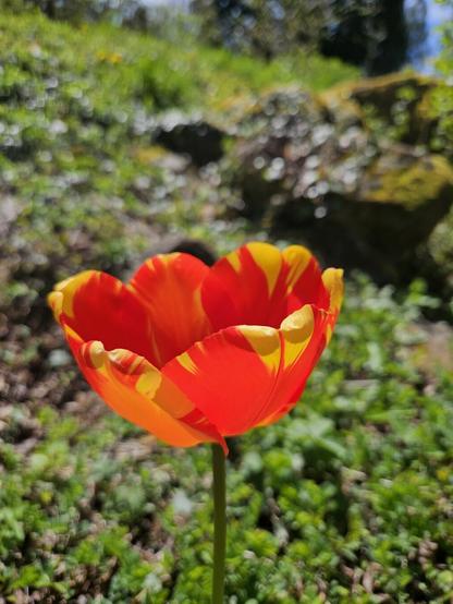 Tulipe fleurie