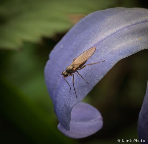 A small fly, or maybe a mosquito, sitting on the petal of a flower.
