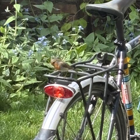 A robin perched inquisitively on the luggage rack of a bicycle.