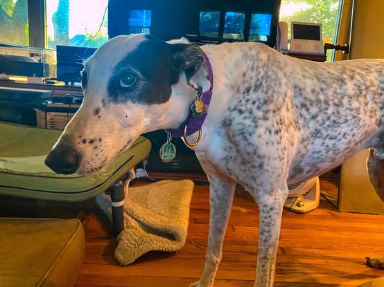 Rocky gives staff side eye Friday morning. Staff was dilly dallying to make coffee and start porridge when he should have been serving my after-gruel puddings.