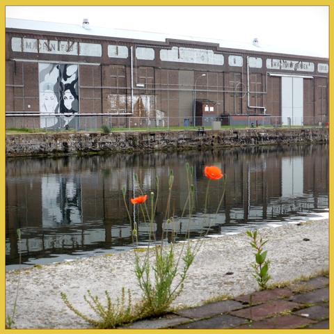 Poppies growing on the edge of Dokhaven, part of a former schipyard.