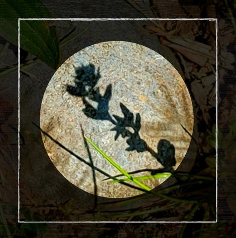 L'ombre d'une fleur sur un caillou, mise en lumière par une auréole qui assombrit les pourtours de l'image.
