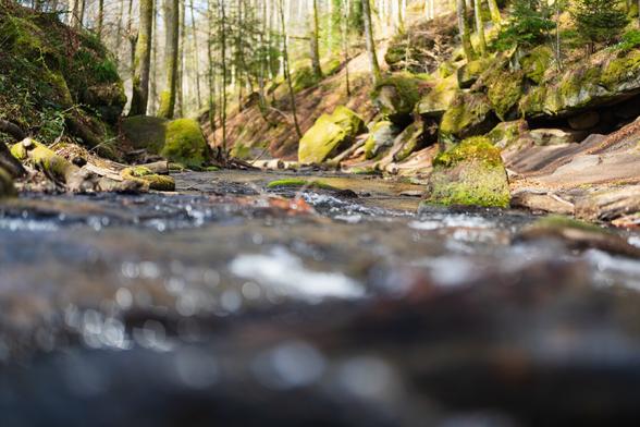 A shallow stream flows through a forest, with the camera positioned close to the water’s surface. Moss-covered rocks and tree roots line the stream’s banks, while tall trees rise in the background under dappled sunlight. The foreground appears softly blurred, highlighting the gentle movement of the water.