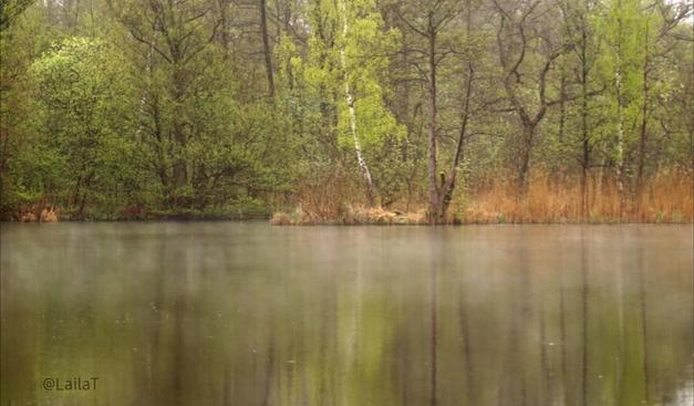 Wasser mit feinen Nebelschwaden. Am Ufer stehen Bäume, ihr frisches Grün spiegelt sich im Wasser.