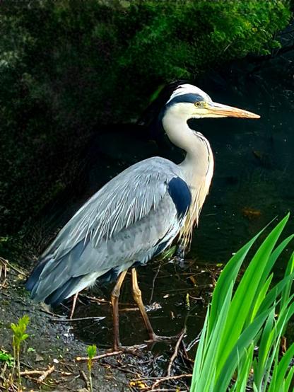 A heron standing at the edge of a small pond.