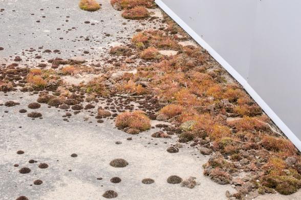 A picture of a rooftop where warm-colored vegetation (moss) grows on a cold-looking concrete.